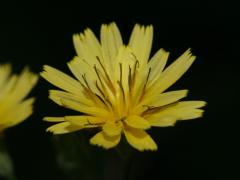 flower, detail